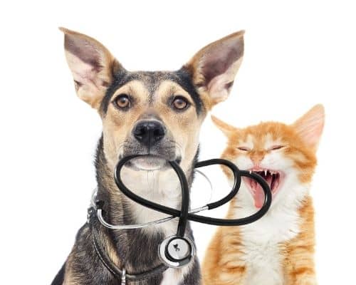 Hund, Katze, Tierarzt, Erhährung, Fütterung