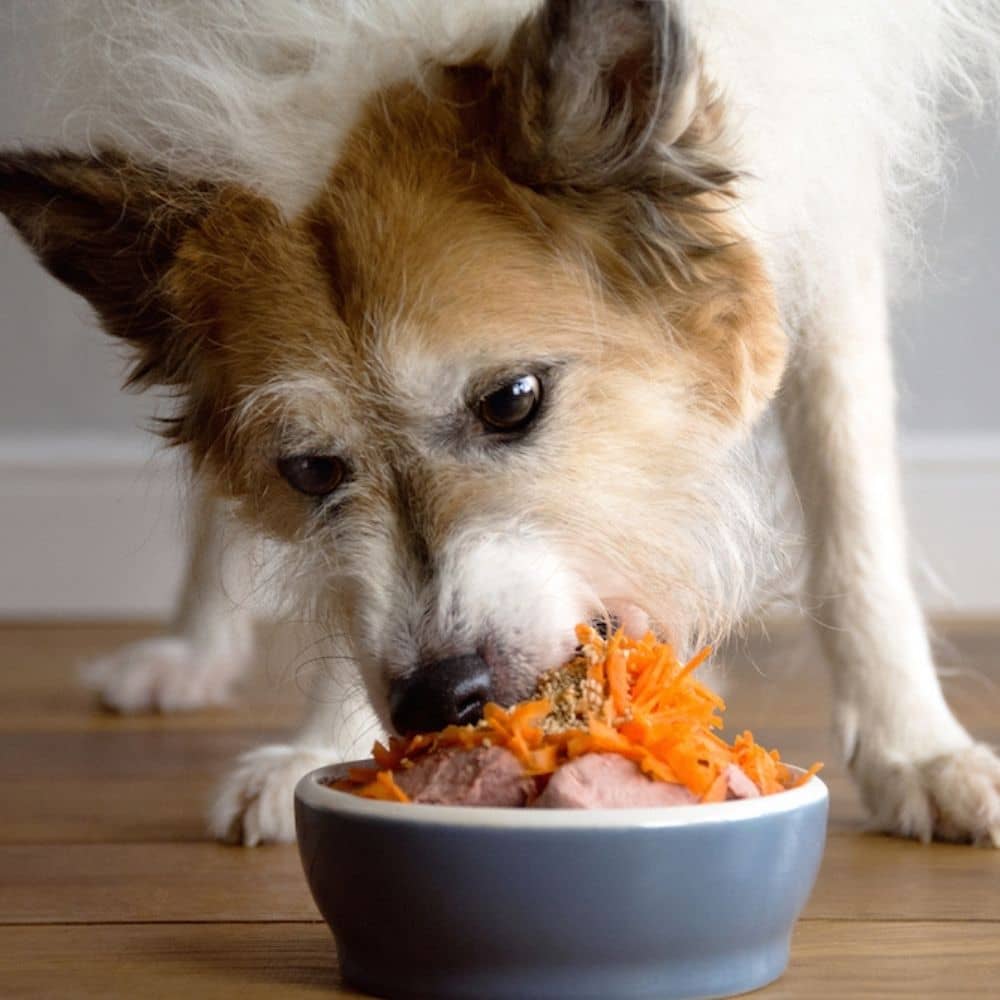 Hund Frischfutter hund frischfutter napf