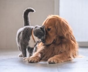 Hund Katze Seminar Webinar Beratung Tierarzt